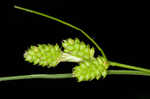 Fuzzy wuzzy sedge